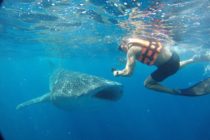 Whale Shark Tour Isla Mujeres - Photo 1 of 14