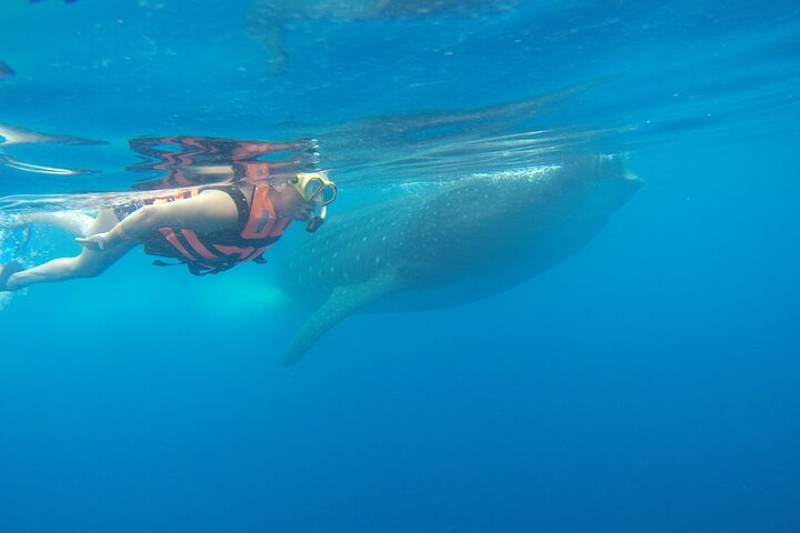 Snorkeling whale shark tour