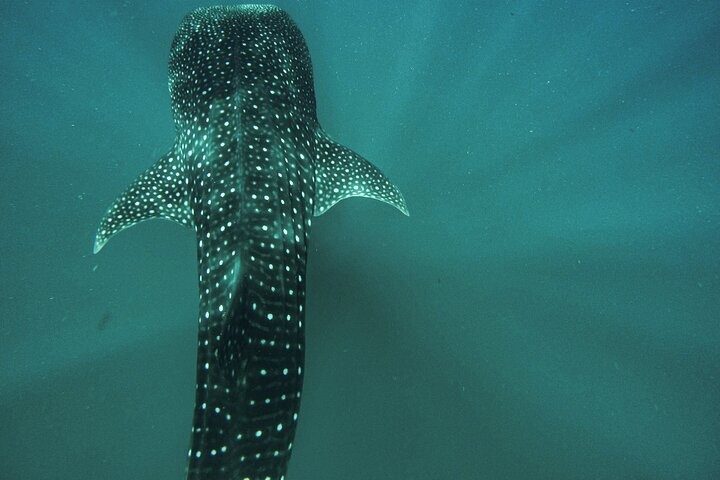 Whale Shark & Sea Lion Snorkeling Picnic at Espiritu Santo Island - Photo 1 of 7