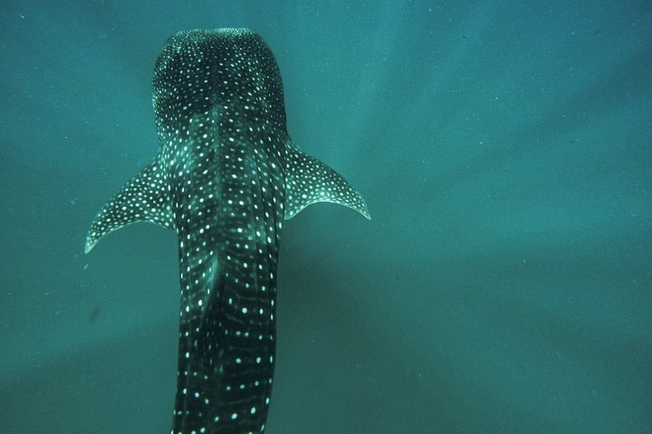 Whale Shark & Sea Lion Snorkeling Picnic at Espiritu Santo Island - Photo 1 of 10