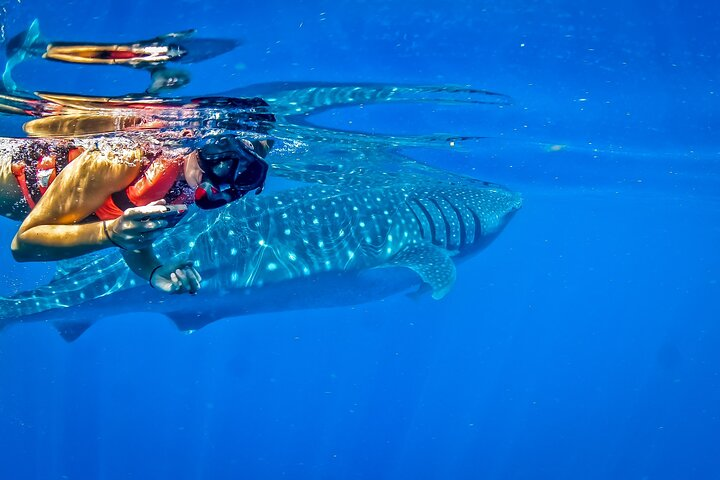 Whale Sharks tour in Tulum: Small-Group - Photo 1 of 6