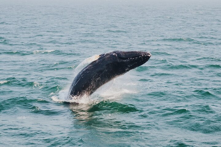 Cabo San Lucas Whale Watching