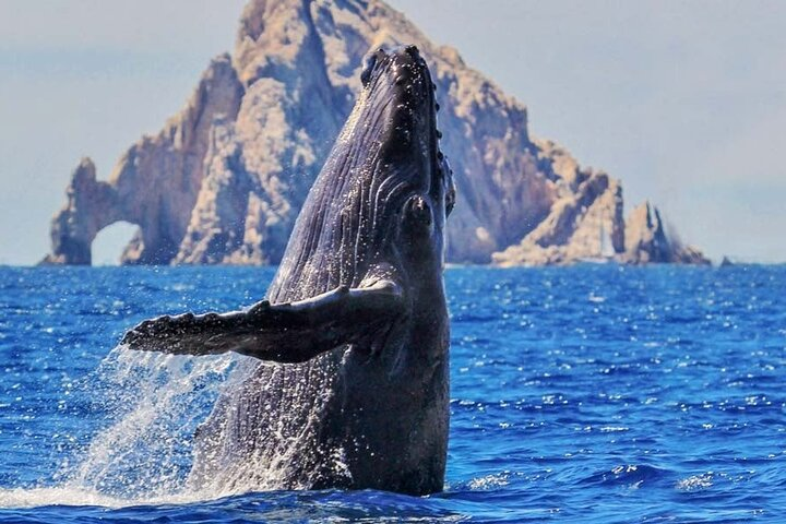 Whale Watching, Kraken Chase and Cabo Arch - Photo 1 of 8