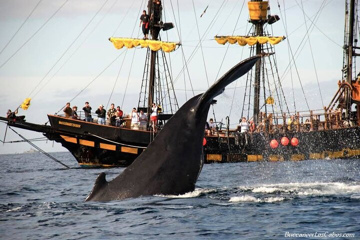 Whale Watching, Kraken Chase and Cabo Arch - Photo 1 of 8