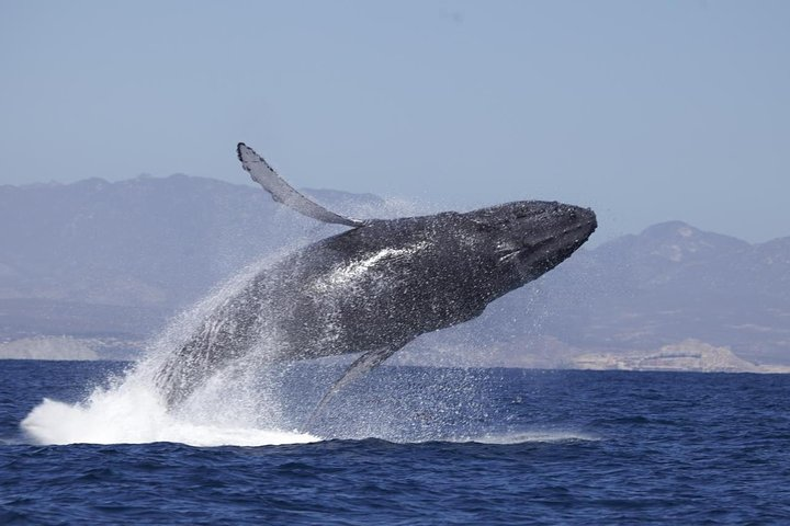 Cabo Whale Watching Tour: 2-Level Boat with Breakfast and Drinks - Photo 1 of 7