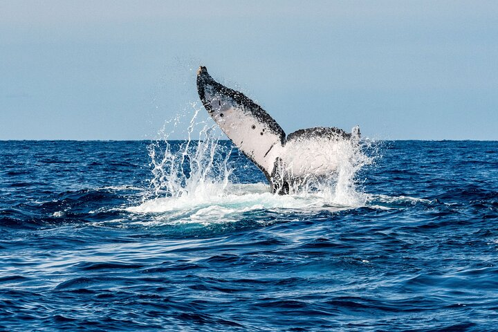 Whale Watching Snorkel Combo - Photo 1 of 14