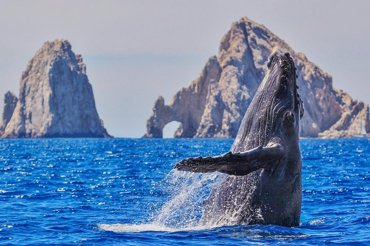 VISITA CABO