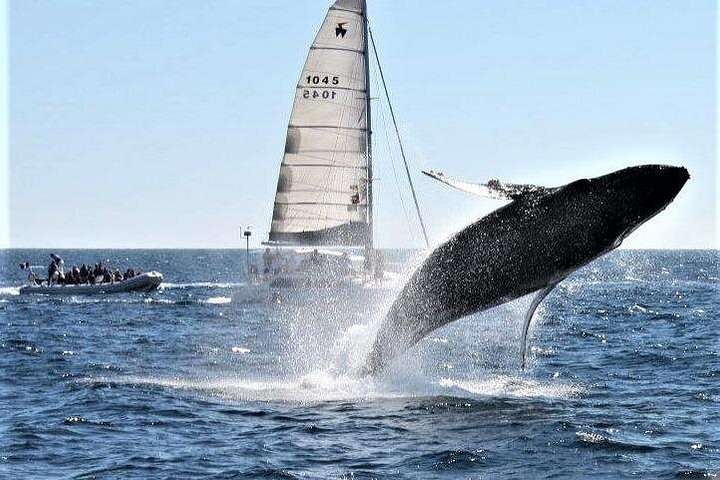 Whale Watching Tour in Los Cabos - Photo 1 of 10