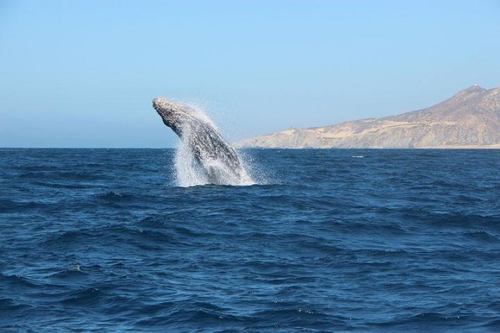 Elite Whale Watching Tour, experiencing Nature!  - Photo 1 of 6