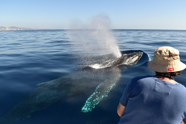 Whale Watching Cabo Female crew, sightings Guaranteed, Photos - Photo 1 of 25