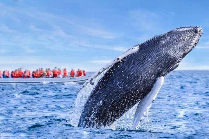 Whale Watching - Photo 1 of 3