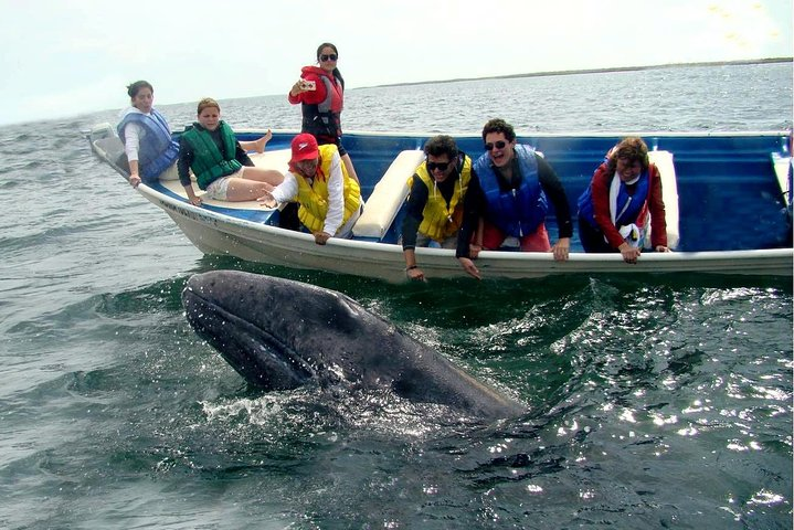 Whales Tour from La Paz - Photo 1 of 10
