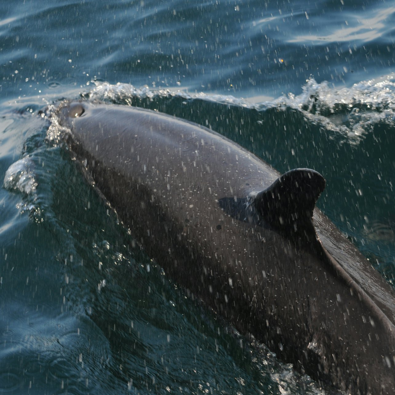Wild Dolphins Tour & Snorkeling - Photo 1 of 6