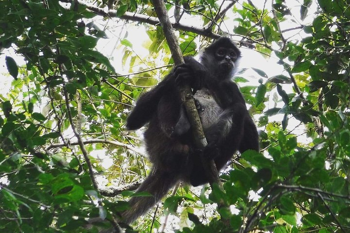 Wild Monkey Adventure (Private, Full Day) - Photo 1 of 6