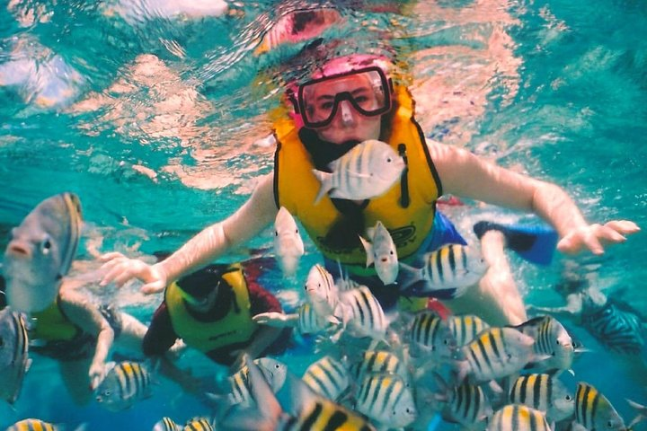Admire the colorful marine life. Snorkel Cozumel