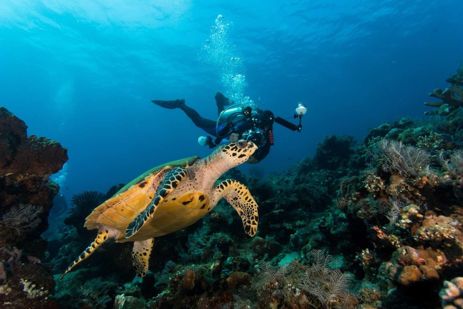 Mataking, Timba-Timba & Pom-Pom Islands Snorkeling/Scuba Diving Day Trip | Semporna, Sabah - Photo 1 of 9