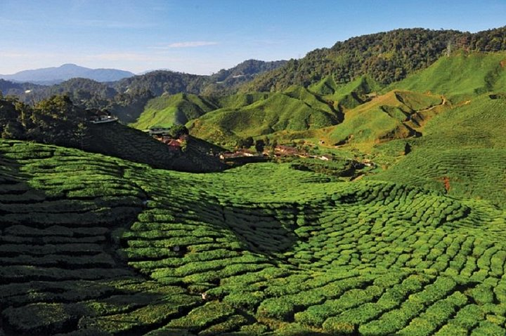 Cameron Highlands Tea Plantation