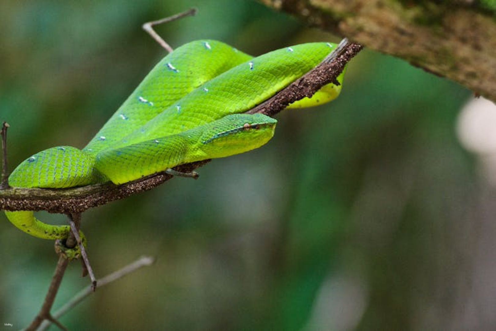Bako National Park day tour from Kuching - Photo 1 of 7