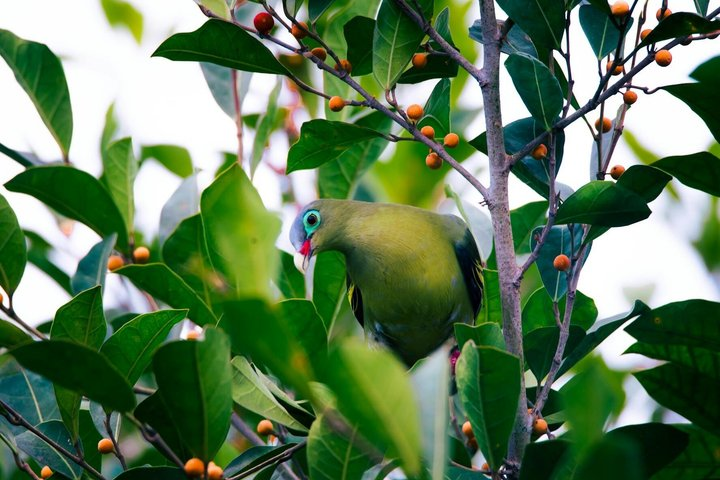Thick-billed Green-Pigeon