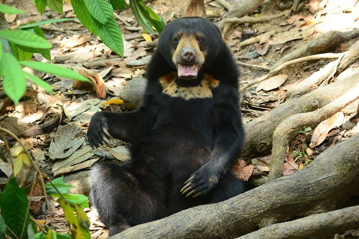 Borneoan Sun Bear