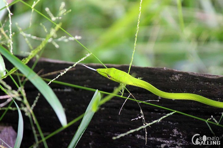 Borneo Kinabatangan River Cruise Day Trip - Photo 1 of 8