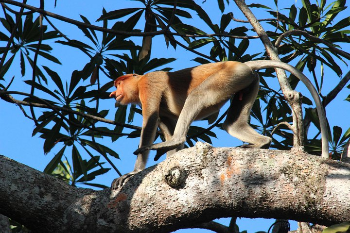 Proboscis spotted at the mangrove
