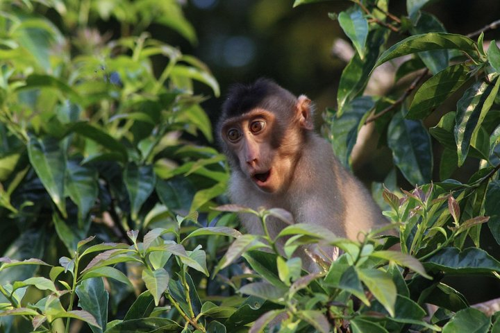 Pig Tailed Macaque