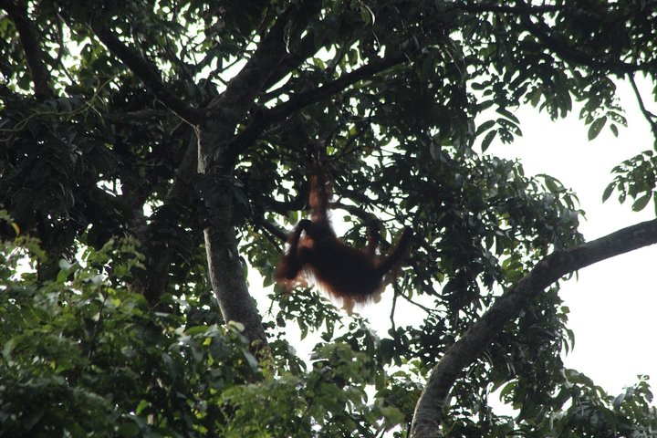 Wild Orang Utan