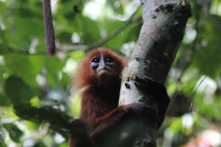 Red Leaf Langur