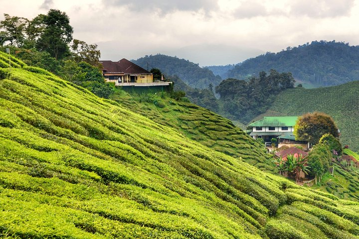 Boh Tea Estate