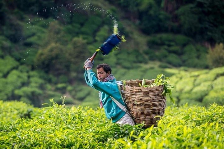 Cameron Highlands Full Day Tour From KL (PRIVATE TOUR) - Photo 1 of 19