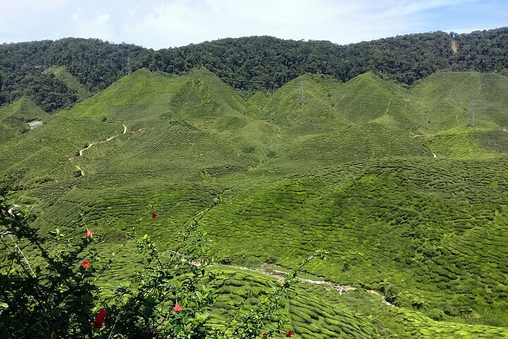 Cameron Highlands Multi Days Tour - Photo 1 of 7