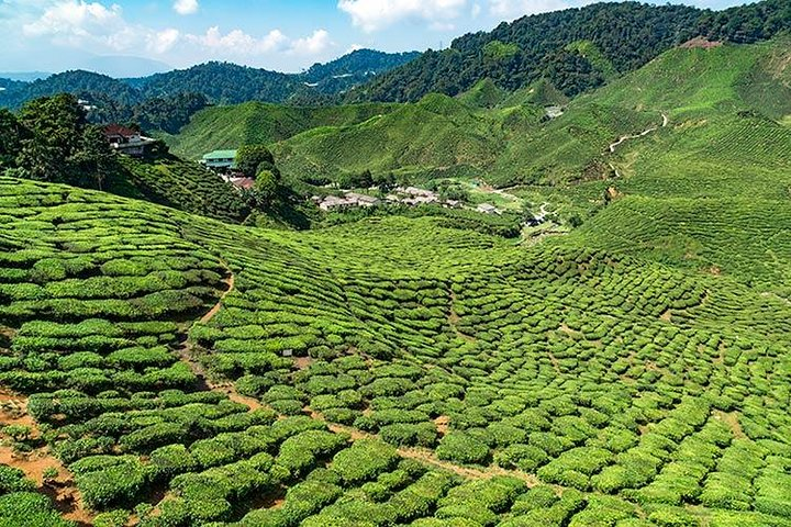 Bharat Tea Plantation