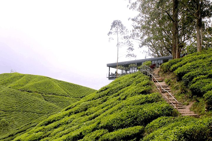 Cameron Highlands Tour From Kuala Lumpur (Special Deal) - Photo 1 of 25