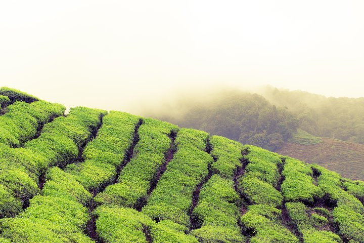 Explore the lush tea plantations of Cameron Highlands where rolling hills meet misty skies offering a serene escape from urban life while enjoying a personalized chauffeur experience.