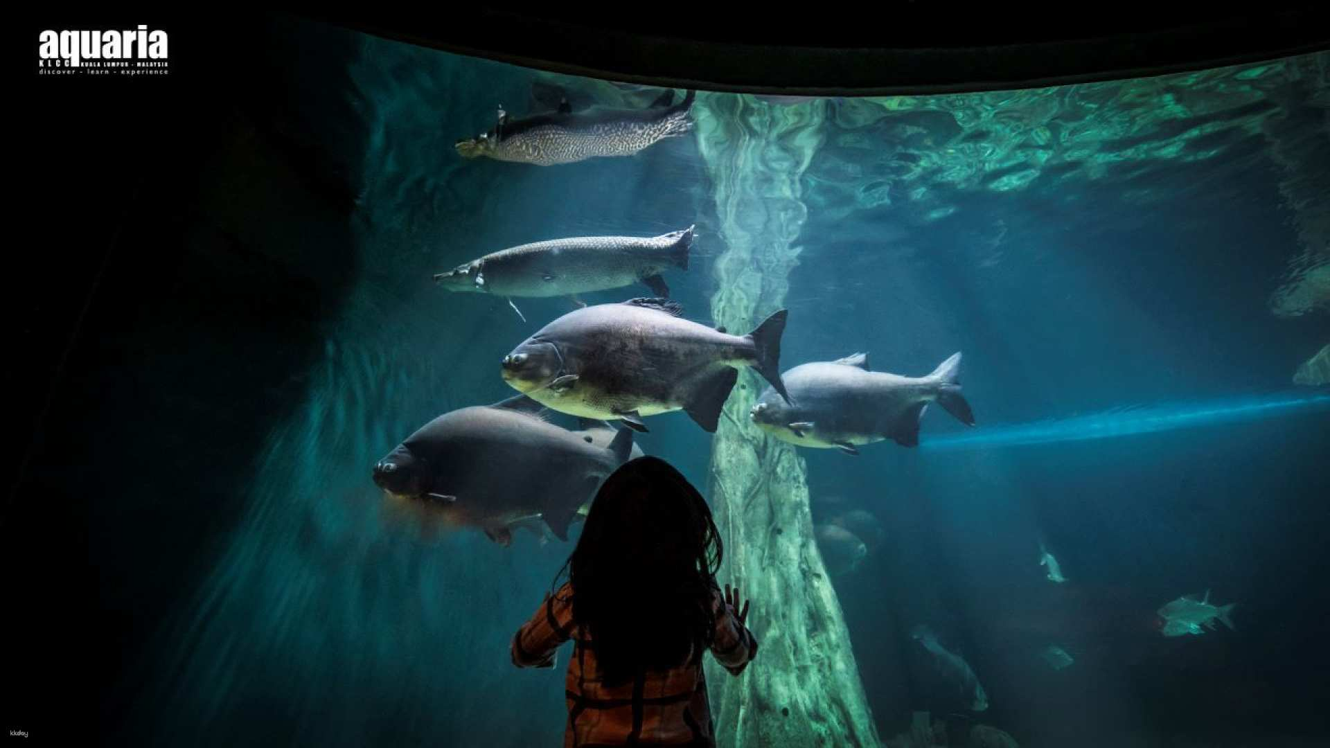 COMBO: Aquaria KLCC + Berjaya Times Square Theme Park Tickets - Photo 1 of 6