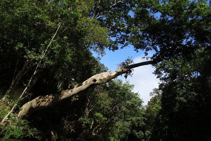 The Rainforest in all her glory