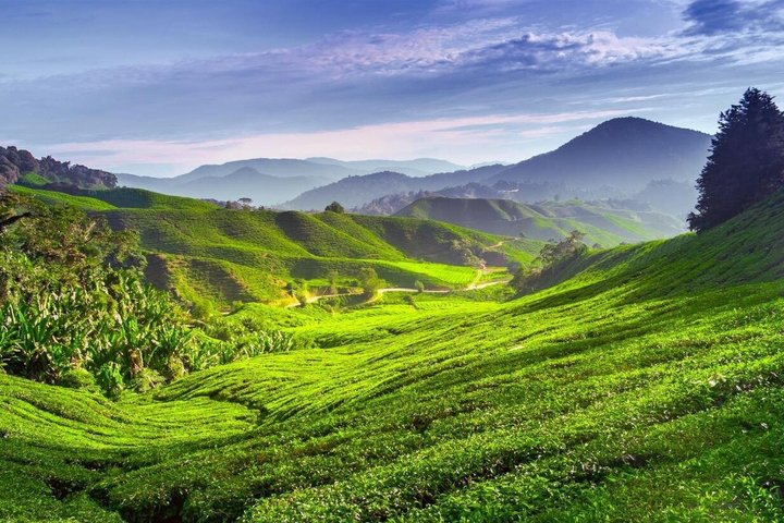 Departure Transfer from Cameron Highland to KLIA/KLIA2 - Photo 1 of 10