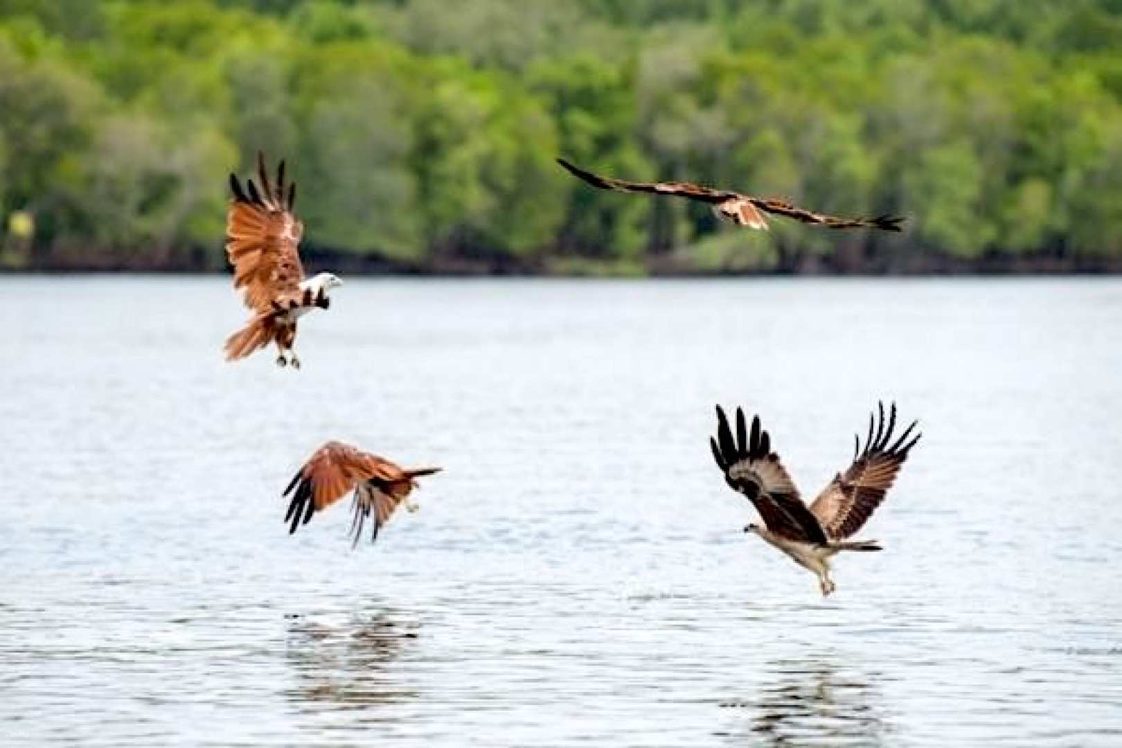Witness the majesty of eagles soaring above the serene mangrove waters surrounded by lush greenery – a perfect moment for nature lovers and adventure seekers alike. Experience the wild side of Langkawi.