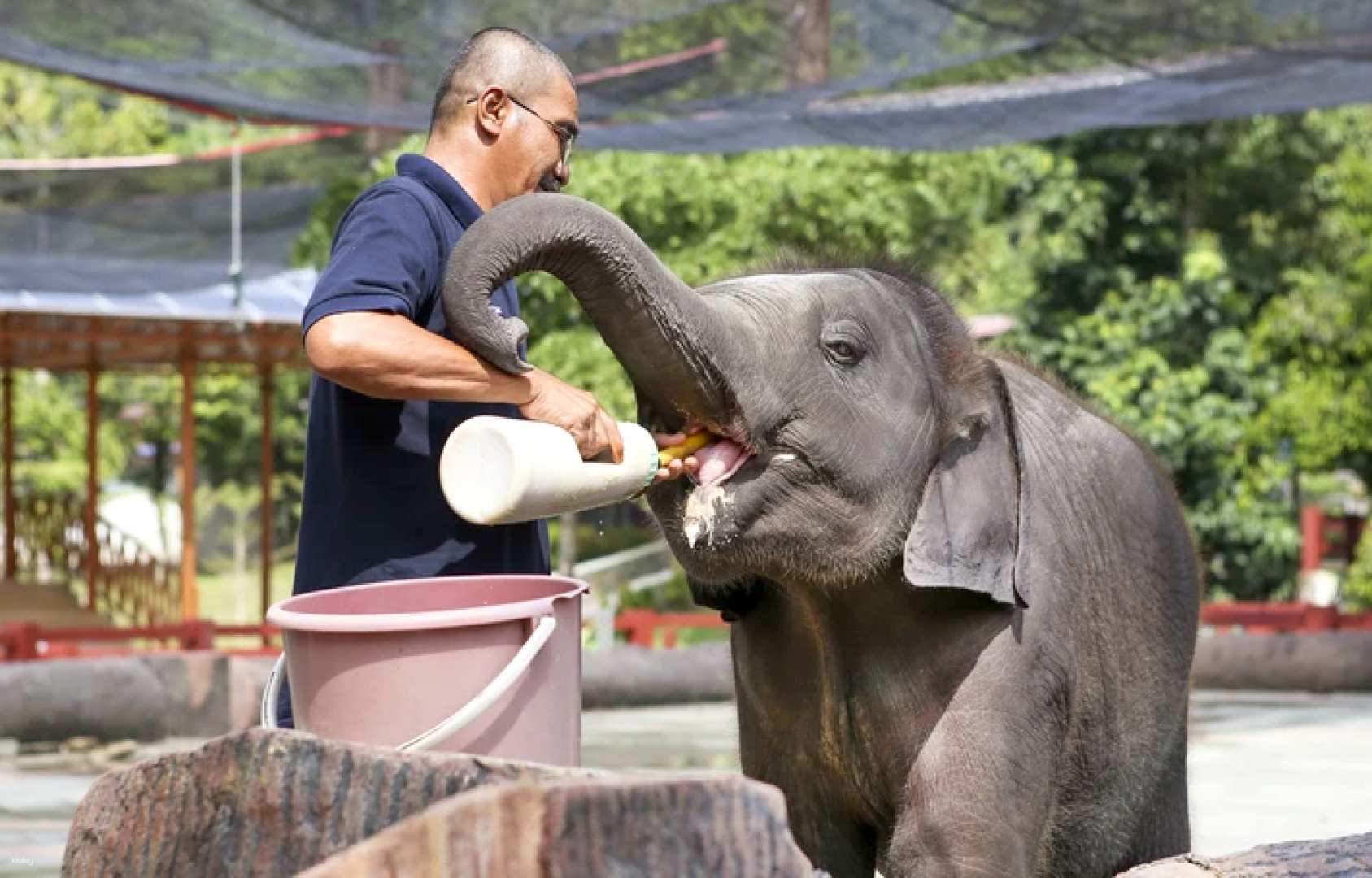 Kuala Gandah Elephant Sanctuary Shared Day Tour with Lunch from Kuala Lumpur | Pahang, Malaysia - Photo 1 of 6
