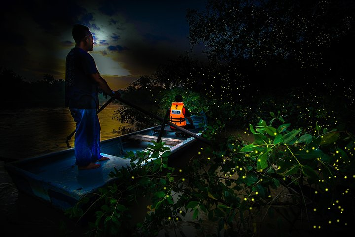 Kuala Selangor Firefly