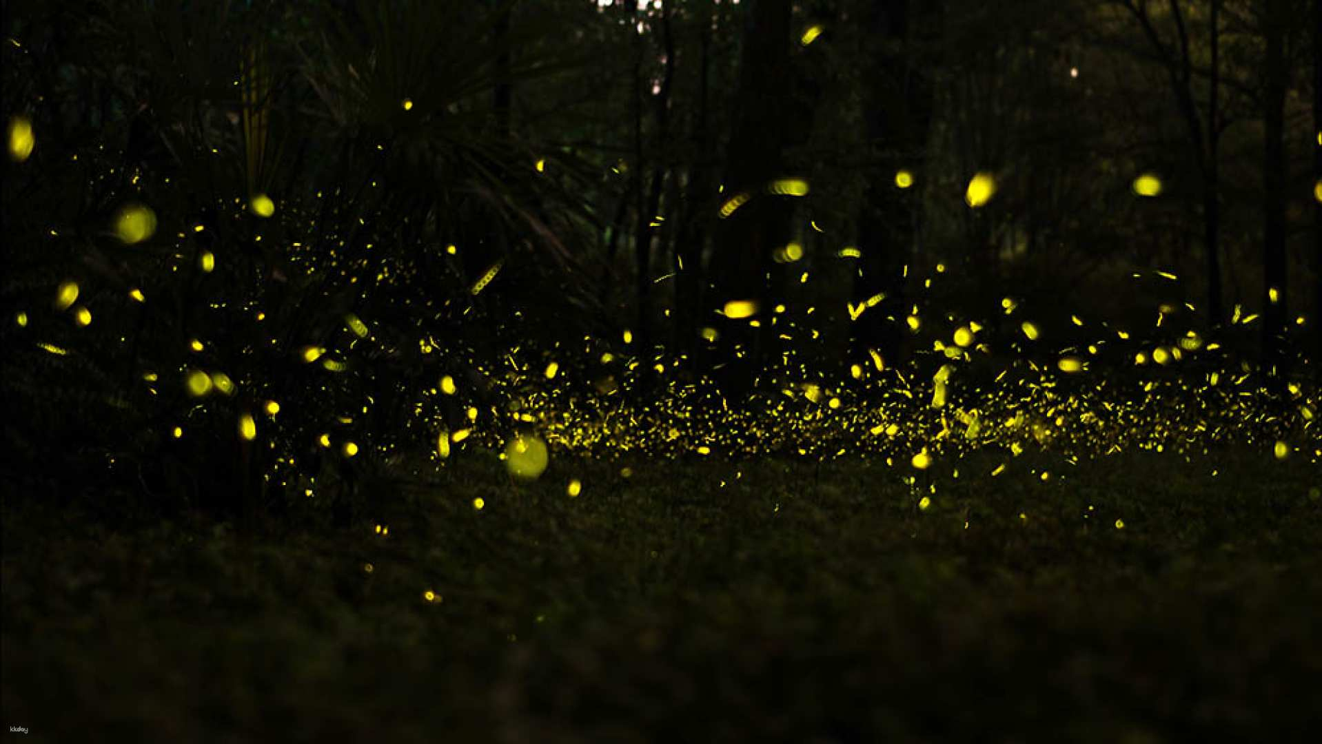 [First-come-first-served special price] Let's go to the magical Blue Tier and Firefly Mont.B.B.Ban Tour [Monkey Feeding + Blue Tier + Firefly] (Round-trip vehicle, guide included) - Photo 1 of 4