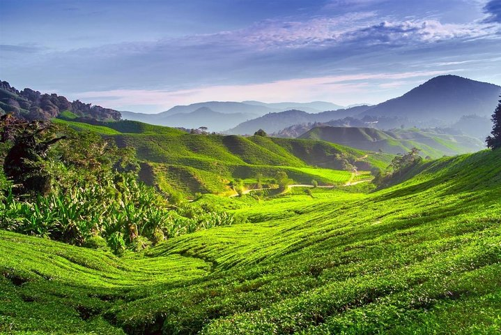 Boh Tea Plantation