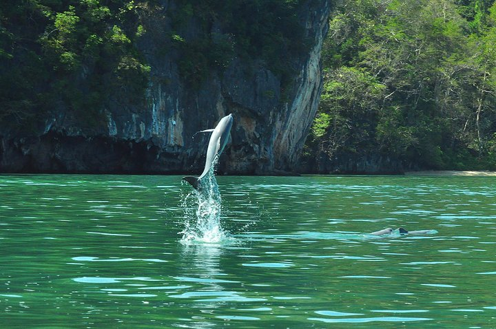 6 Hours Sharing Basis Kilim Mangrove Safari Boat Tour in Langkawi - Photo 1 of 13