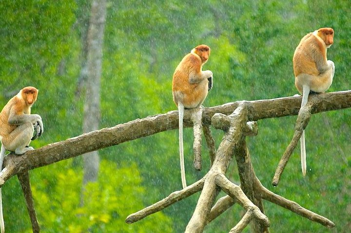 Full-Day Sepilok Orangutan and Proboscis Monkey from Sandakan or