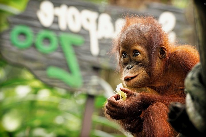 Orang Utan