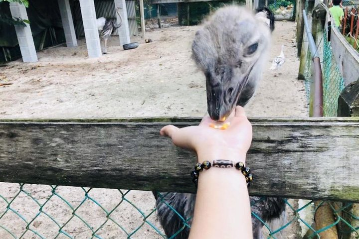 Experience the joy of feeding an ostrich up close perfect for families looking to create memorable moments while exploring unique wildlife on your Johor tour.