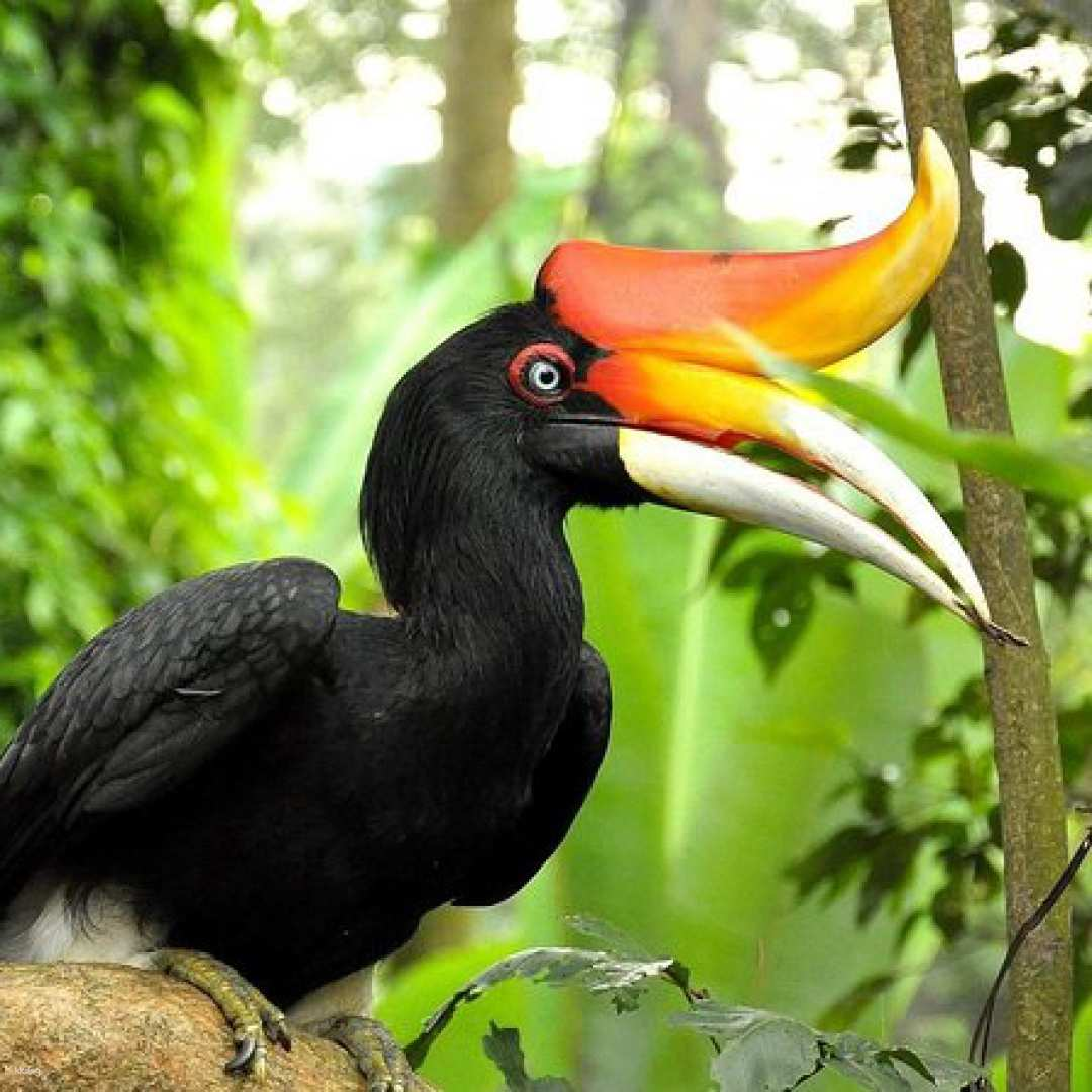 Experience the wonder of KL Bird Park where colorful hornbills soar in their natural habitat creating memorable moments during interactive feeding sessions and exciting shows. Perfect for nature lovers!