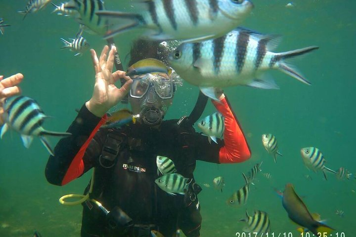 Diving with the Fishes