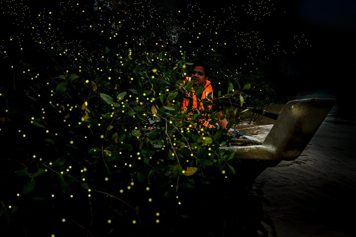 firefly